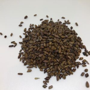 Khuyết Minh Tử 8oz