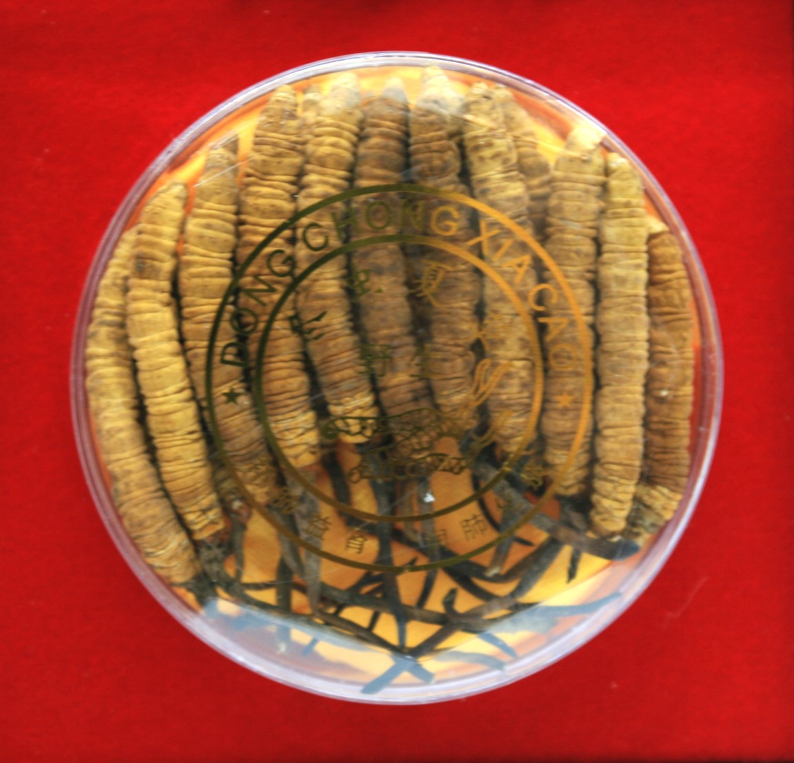 Ðông Trùng Hạ Thảo Tây Tạng Thiên Nhiên - LARGE 7.56g - Image 4